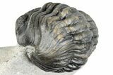 Bargain, Curled Pedinopariops Trilobite - Mrakib, Morocco #287666-4